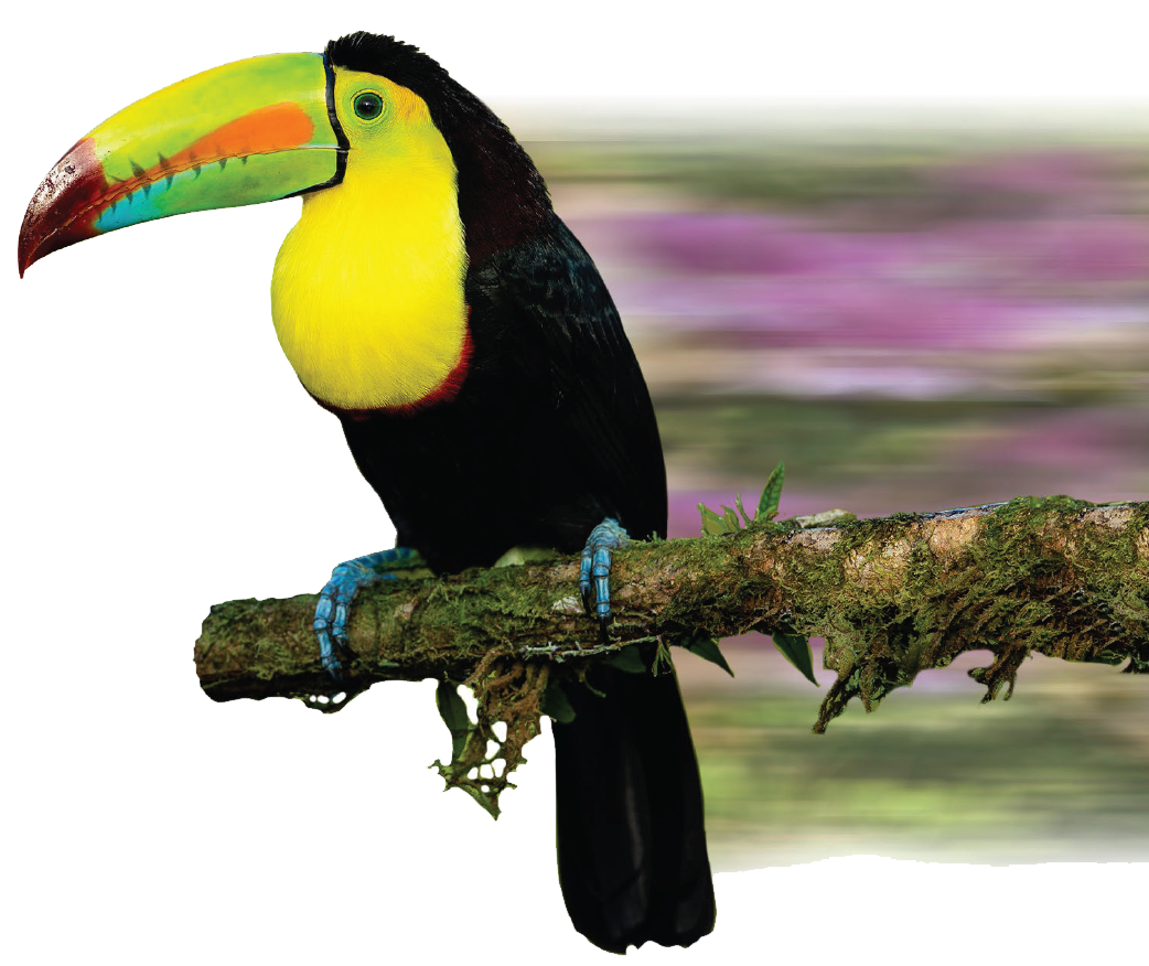 Colorful toucan