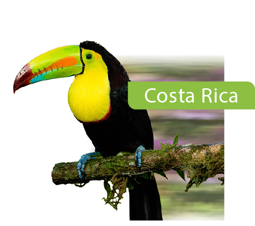 Costa Rica Success Story image